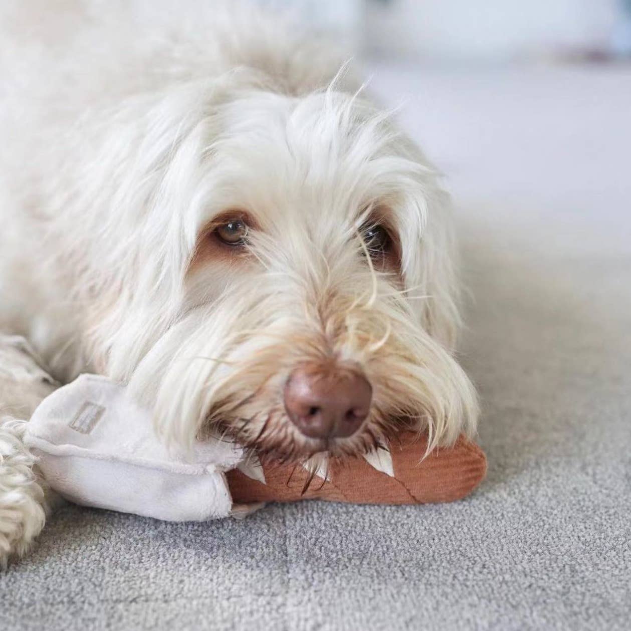 MINI-BAGUETTE//Bereicherungsspielzeug