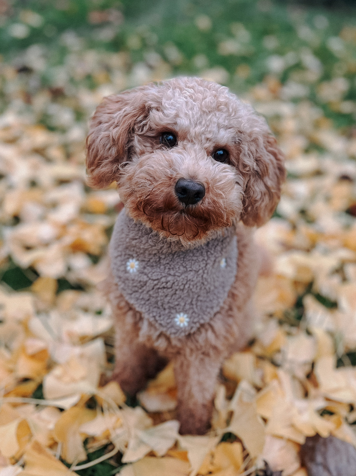 Teddy Halstuch "Flower"