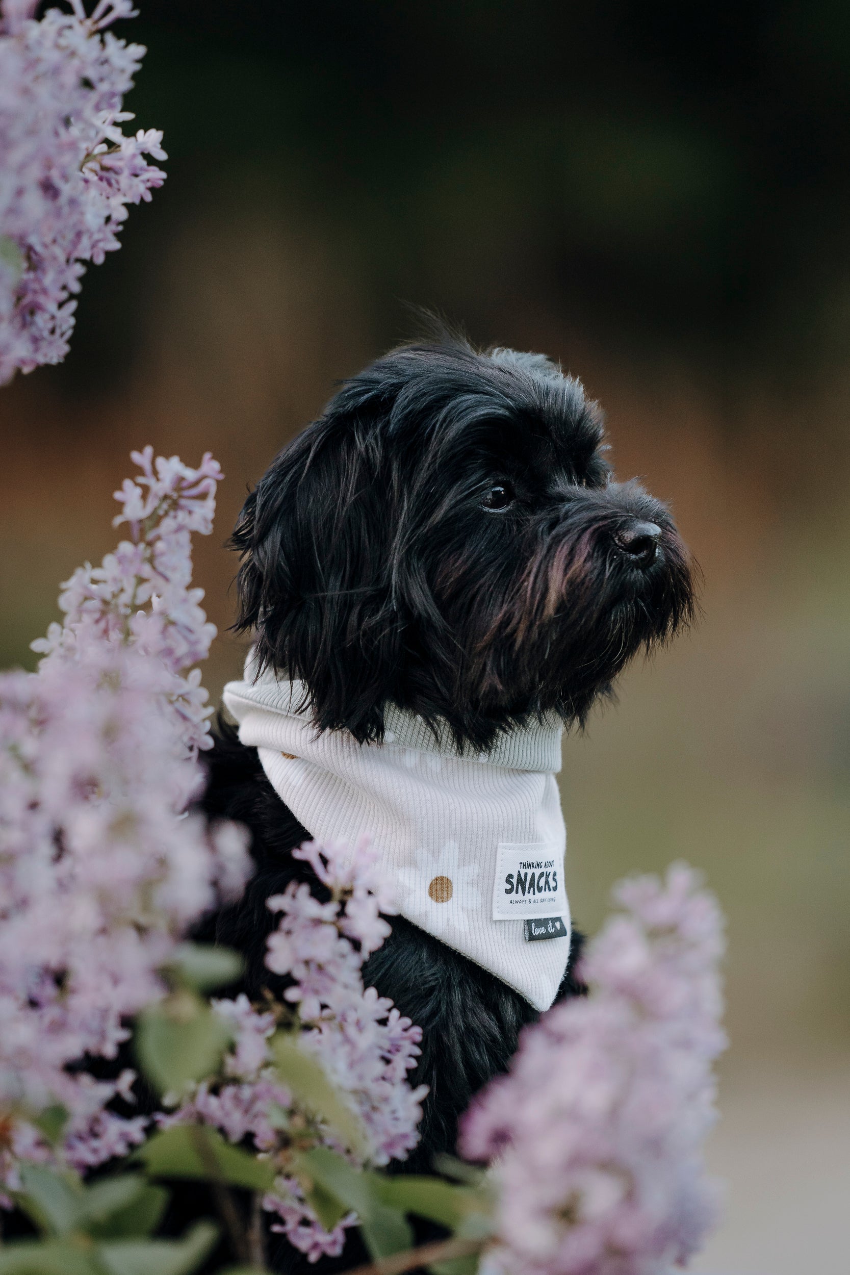 Wende-Hundehalstuch „Thinking about snacks“